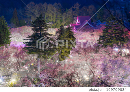 【春素材】高遠城址公園の夜桜・俯瞰風景【長野県】 【春素材】高遠城址公園の夜桜・俯瞰風景【長野県】 109709024