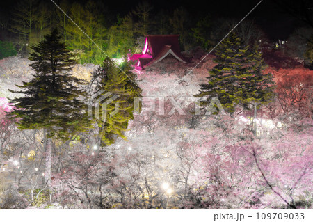 【春素材】高遠城址公園の夜桜・俯瞰風景【長野県】 109709033