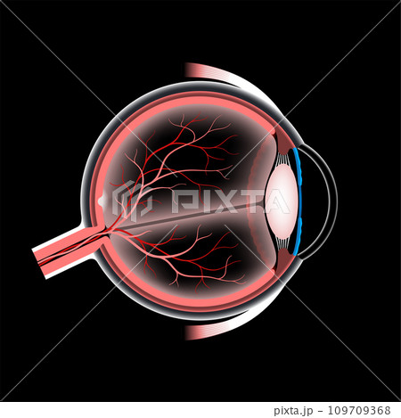 Eye anatomy poster 109709368