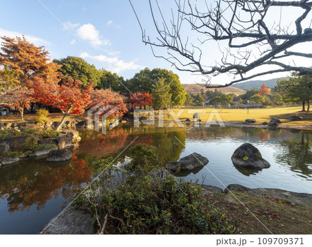 紅葉が美しい奈良公園春日野園地の秋景色 109709371