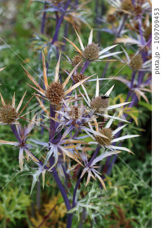 Purple ornamental sea holly flowers in close up Purple ornamental sea holly flowers in close up 109709453