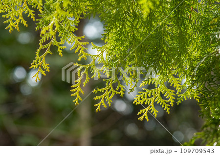 光を浴びて輝くヒノキの葉《花粉イメージ》 光を浴びて輝くヒノキの葉《花粉イメージ》 109709543