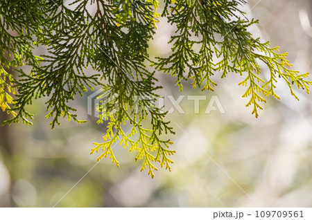 光を浴びて輝くヒノキの葉《花粉イメージ》 109709561