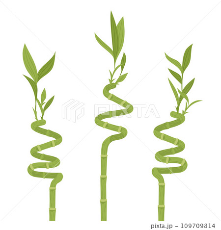 Bamboo stems. Cartoon asian forest bamboo sprouts, young branches with leaves, fresh green bamboo stem flat vector illustration. Chinese or Japanese plants Bamboo stems. Cartoon asian forest bamboo sprouts, young branches with leaves, fresh green bamboo stem flat vector illustration. Chinese or Japanese plants 109709814