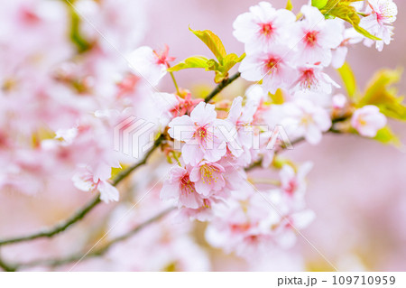 咲き誇る満開の河津桜 109710959