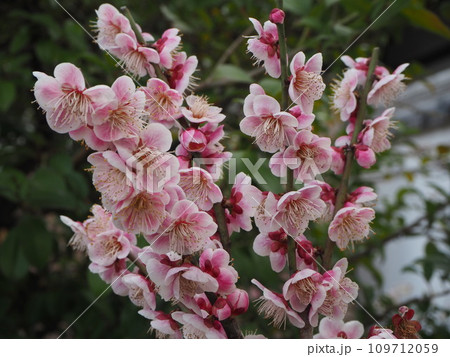 菅原天満宮の梅 菅原天満宮の梅 109712059