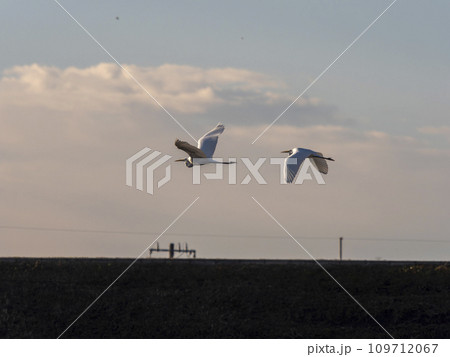 川の上を飛ぶ白鷺 109712067