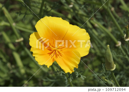 ハナビシソウ ハナビシソウ 109712094