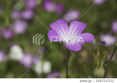 ムギナデシコ 109712312