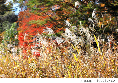 紅葉の裏磐梯　中瀬沼探勝路 109712462