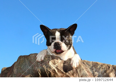青空の下で可愛く見つめるボストンテリアのマイティ君♡ 青空の下で可愛く見つめるボストンテリアのマイティ君♡ 109712644