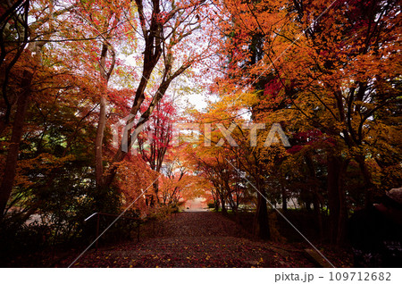 落ち葉　紅葉　秋イメージ　 109712682