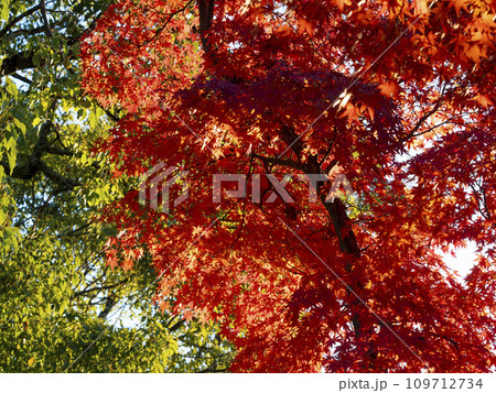 秋の奈良公園吉城川沿いの紅葉 109712734
