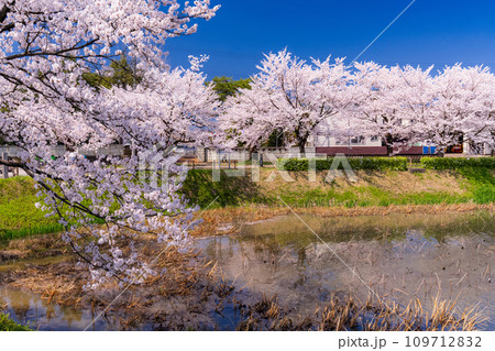 《新潟県》桜満開・春の高田城址公園 109712832
