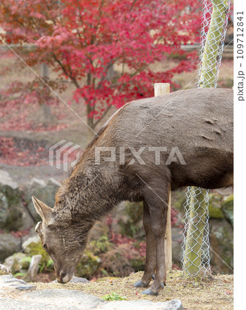 秋の奈良公園吉城川沿いの紅葉と鹿 秋の奈良公園吉城川沿いの紅葉と鹿 109712841