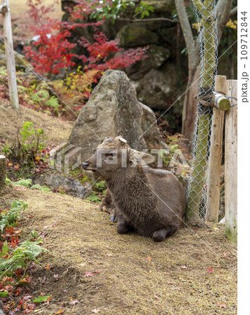 秋の奈良公園吉城川沿いの紅葉と鹿 109712844