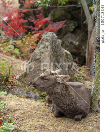 秋の奈良公園吉城川沿いの紅葉と鹿 109712845