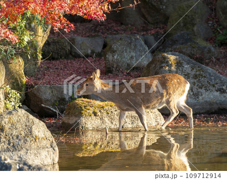 池の中の鹿と紅葉 109712914