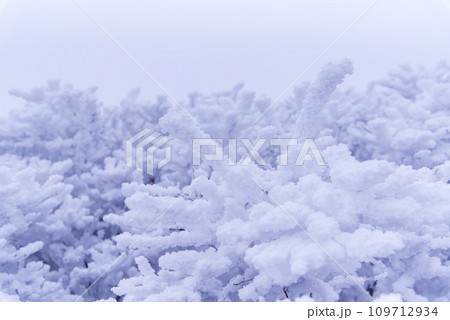 積雪と極寒の日本百名山 久住山の樹氷 積雪と極寒の日本百名山 久住山の樹氷 109712934