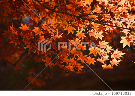 赤い紅葉写真 109713035