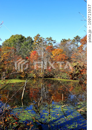 紅葉の裏磐梯　中瀬沼探勝路　姫沼　タテ位置 109713037