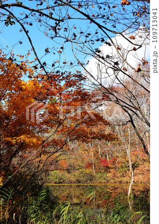 紅葉の裏磐梯 中瀬沼探勝路 姫沼 タテ位置 紅葉の裏磐梯 中瀬沼探勝路 姫沼 タテ位置 109713041