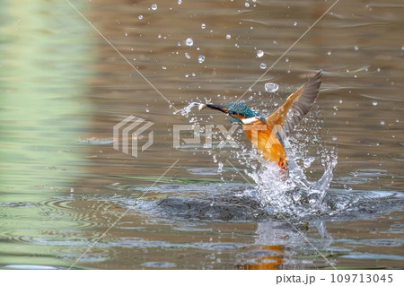 小魚を咥えたカワセミの豪快な離水シーン 109713045