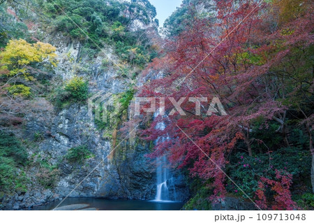 ちょうど見頃の紅葉とダイナミックな箕面大滝のコラボ情景 109713048