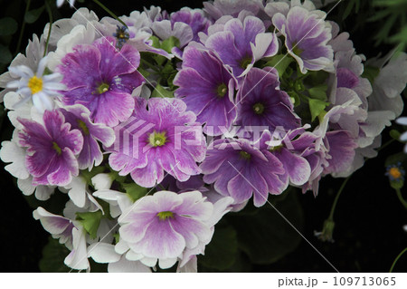 プリムラオブコニカ プリムラオブコニカ 109713065