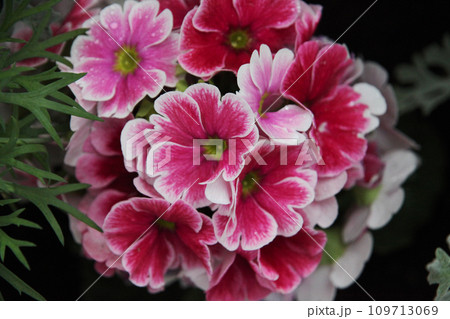 プリムラオブコニカ プリムラオブコニカ 109713069