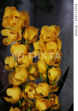 シンビジュウム シンビジュウム 109713508