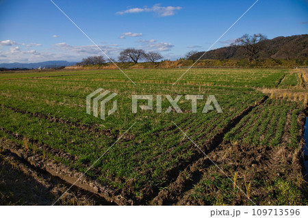 一乗谷朝倉氏遺跡ー晩秋 一乗谷朝倉氏遺跡ー晩秋 109713596