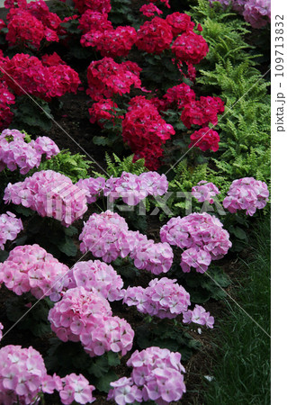 ゼラニューム ゼラニューム 109713832