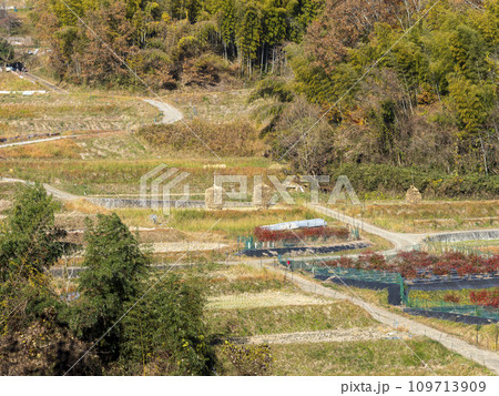 晩秋の明日香村稲渕棚田の風景 109713909