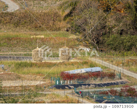 晩秋の明日香村稲渕棚田の風景 109713910