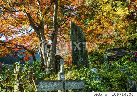 高尾山 表参道・登山道一号路 十一丁目茶屋付近の紅葉 高尾山 表参道・登山道一号路 十一丁目茶屋付近の紅葉 109714200