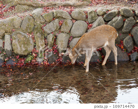 川の水を飲む奈良公園の鹿 川の水を飲む奈良公園の鹿 109714470