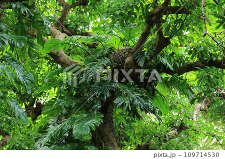 自然 植物 アカギの幹を覆うハブカズラ、どちらも南部琉球の森を象徴する植物。沖縄本島の森で② 自然 植物 アカギの幹を覆うハブカズラ、どちらも南部琉球の森を象徴する植物。沖縄本島の森で② 109714530