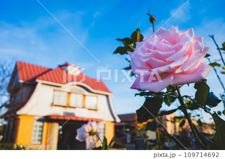 秋バラが咲く晴れた長閑な駅前　b-2 高彩度マット感 109714692