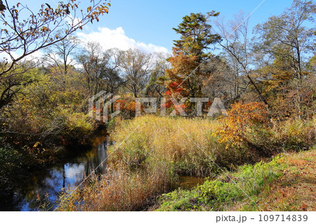 紅葉の裏磐梯 中瀬沼探勝路 紅葉の裏磐梯 中瀬沼探勝路 109714839