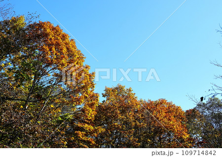 紅葉の裏磐梯　中瀬沼探勝路 109714842