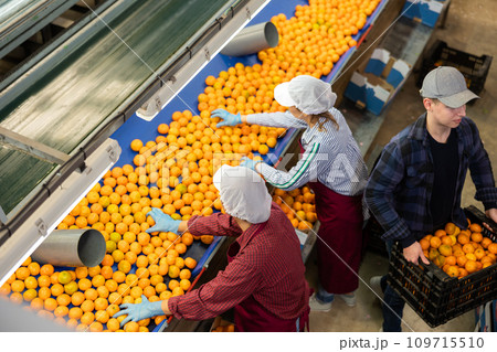 Group of people working at tangerines sorting factory line 109715510