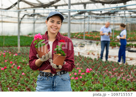 Young woman worker standing in greenhouse and holding pot of geranium flower Young woman worker standing in greenhouse and holding pot of geranium flower 109715557