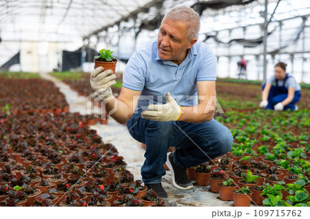 Mature male employee of wholesale warehouse of ornamental plants inspects young begonia seedlings Mature male employee of wholesale warehouse of ornamental plants inspects young begonia seedlings 109715762