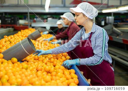 Female sorter working on mandarins sorting linea at factory 109716059