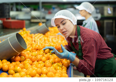 Young female worker sorting tangerines on conveyor belt Young female worker sorting tangerines on conveyor belt 109716128