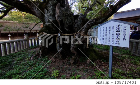 乎知命御手植の楠(大山祇神社) 乎知命御手植の楠(大山祇神社) 109717401
