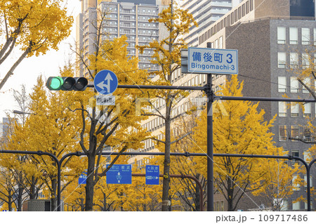 秋の大阪　御堂筋の黄葉したイチョウ並木　 109717486