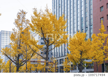 秋の大阪　御堂筋の黄葉したイチョウ並木　 109717494