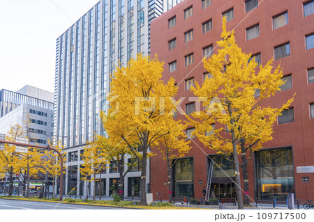 秋の大阪　御堂筋の黄葉したイチョウ並木　 109717500
